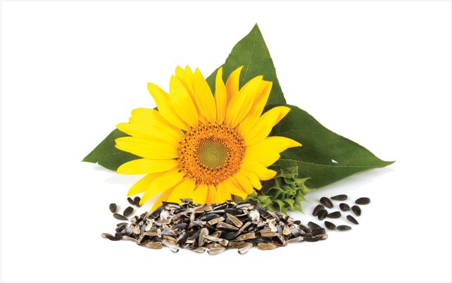 Sunflower seed husk