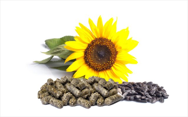 Sunflower seed meal in pellets
